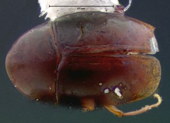 Media type: image;   Entomology 6636 Aspect: habitus dorsal view